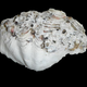 The whole Tridacna maxima valve. The shell was cut in two sections along the maximum growth axis.